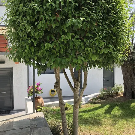 Pleiades Boutique Криопиги